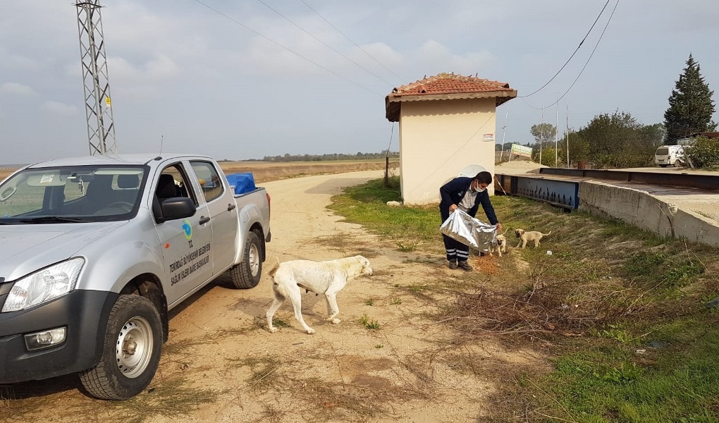 TEKİRDAĞ BÜYÜKŞEHİR BELEDİYESİ SOKAK HAYVANLARINI UNUTMUYOR
