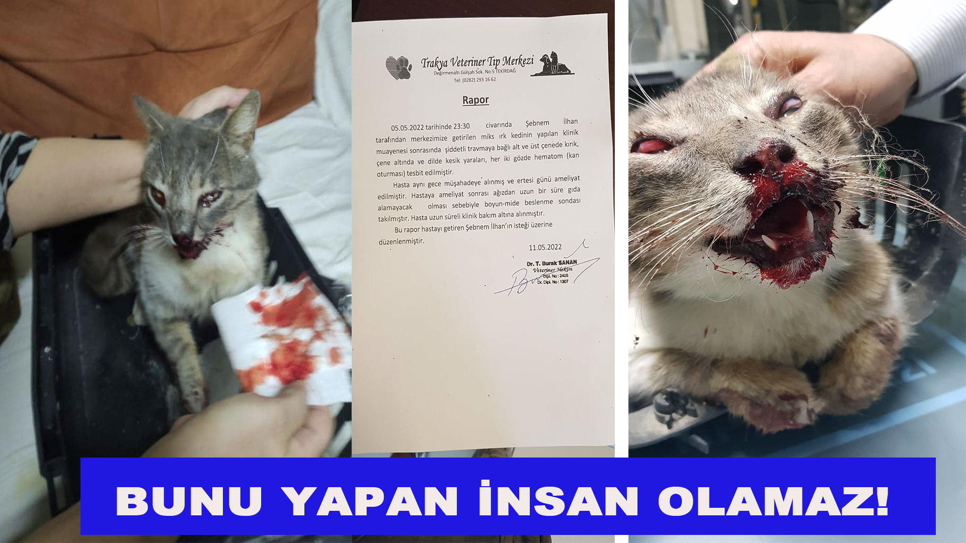 ALTINOVA’DAKİ SAHİPSİZ KEDİLERE YÖNELİK VAHŞETİN ÖNÜNE KİM GEÇECEK?