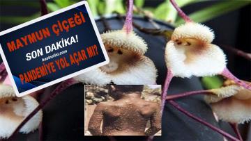 DSÖ’nün Maymun Çiçeği açıklaması tedirgin etti.