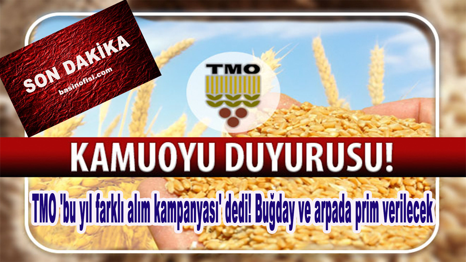 TMO ‘bu yıl farklı alım kampanyası’ dedi! Buğday ve arpada prim verilecek…